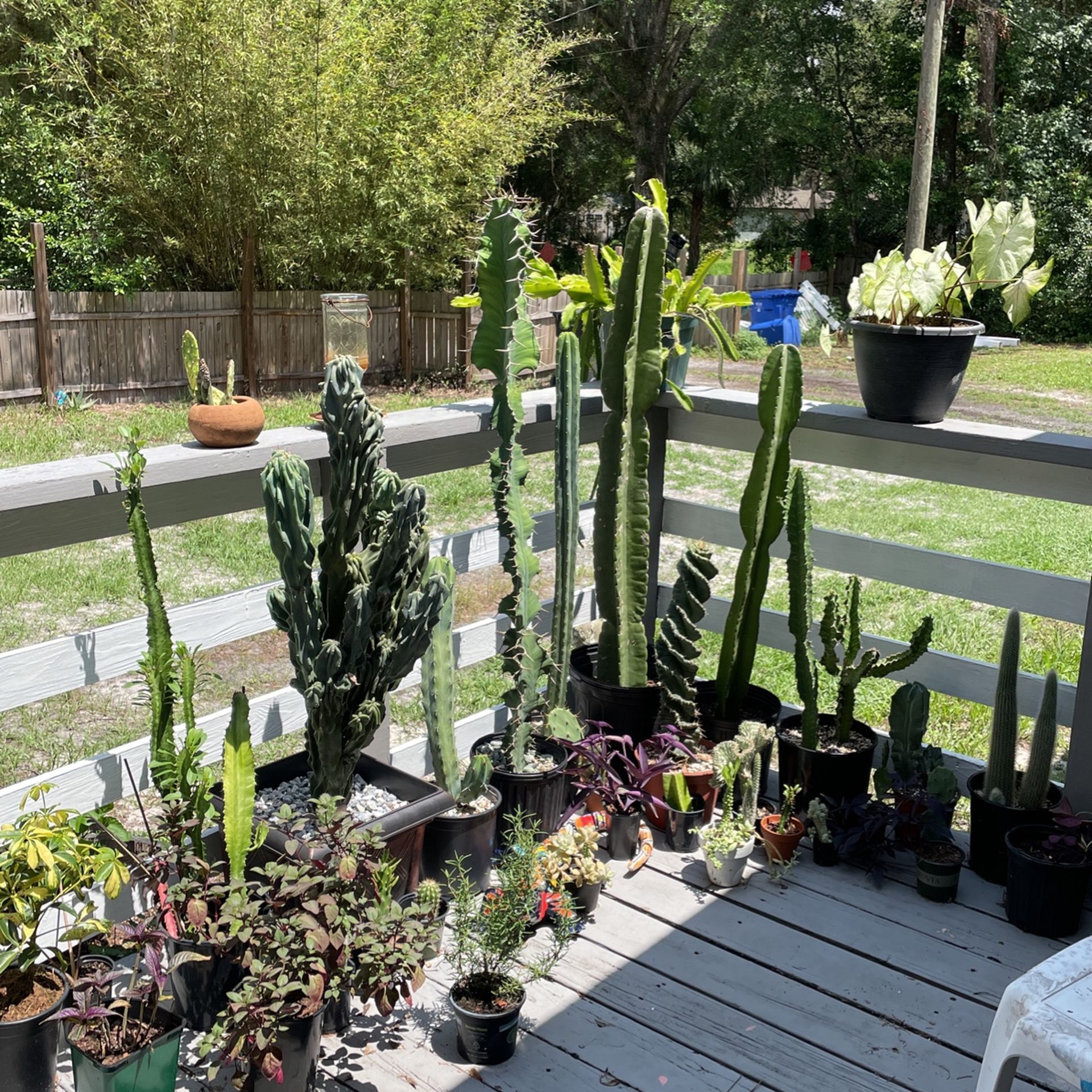 Plant Sale for Sale in Lutz, FL OfferUp