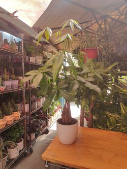 Money Tree