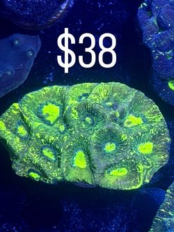 goniastrea fake plastic coral