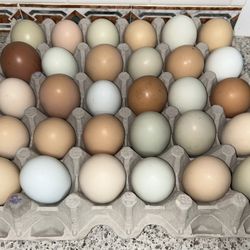 Organic Fresh Eggs