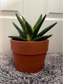 Live starfish snake plant in pot
