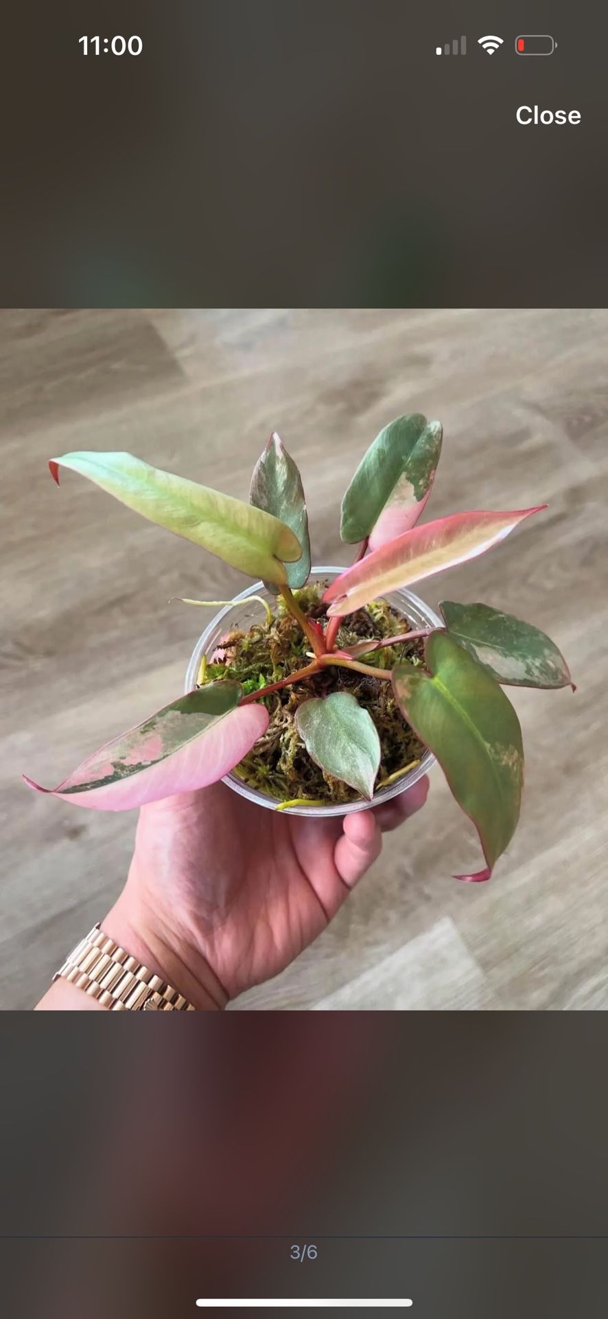 RARE Philodendron Atabapoense Pink Marble