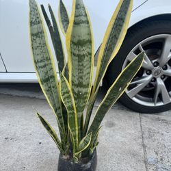 Snake Plant In Ceramic Pot