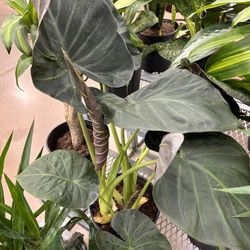 Huge Alocasia regal Shields