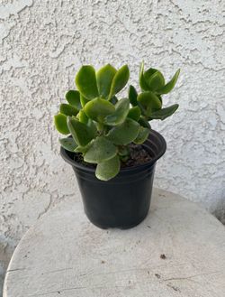 6 Inch Pot Succulent Plant Crassula Ovata Light -  Lemon Jade - Rooted &  Established - Drought Resistant 🪴