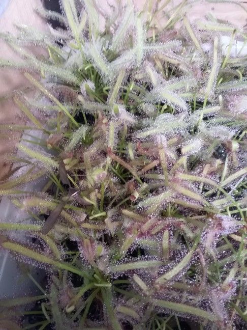 Hungry Sundews!