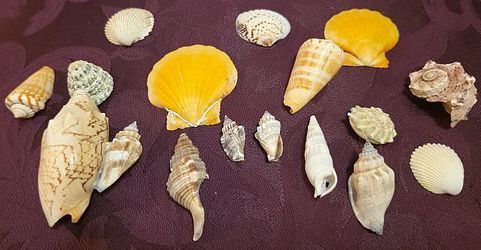 Sea Shells