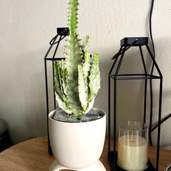 Mottled Spurge “White Ghost” Cactus – 6” Pot | Rare Euphorbia Lactea 