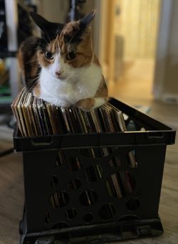 Lot Of Rock Records Vinyl.