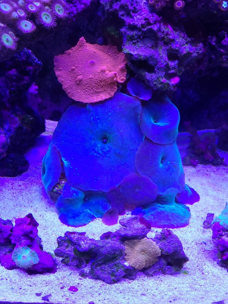 Rare Blue Mushroom Coral
