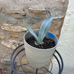 American Agave