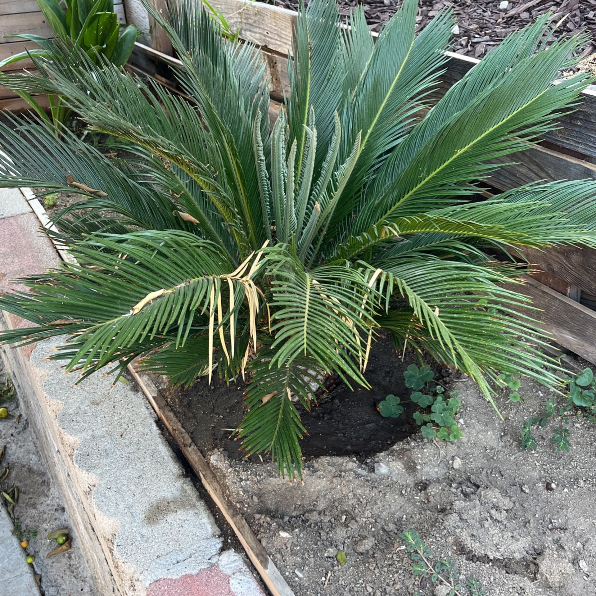 Sago Palm Trees for Sale in Poway, CA OfferUp