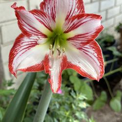 Amaryllis Minerva Plants