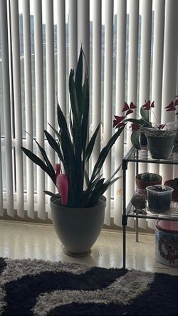 Snake plant large