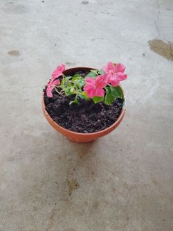 planta $5