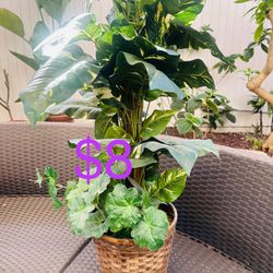 Potted Silk Plant 