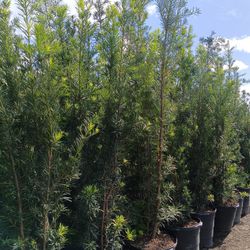 Podocarpus Privacy Hedge Plants 15gl $45🏡🏡