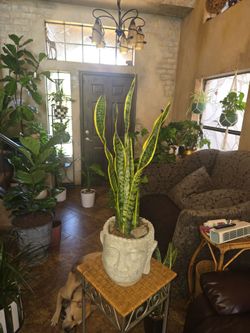 2ft 6in tall Sansevieria Snake Plants In cool heavy 9in stone pot