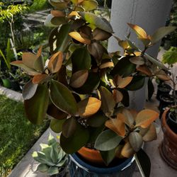 Copper Spoons - Kalanchoe orgyalis