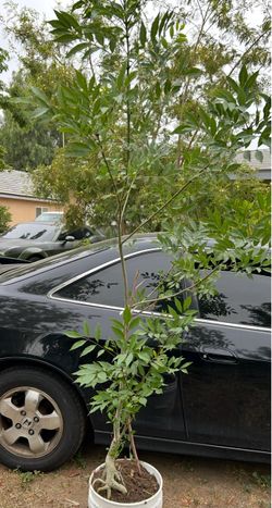 Green ash (Fraxinus pennsylv/ Arbor De Fresno Para Sombra