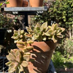 Graptosedum Succulent In Terracotta Pot