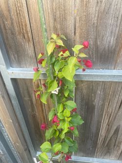 Bougainvillea