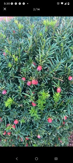 Monirova Japanese Yew