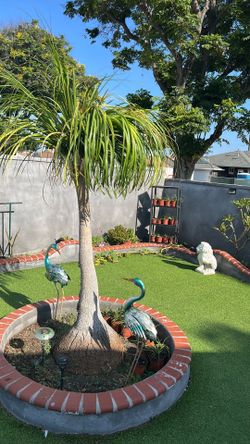 Elephant palm tree
