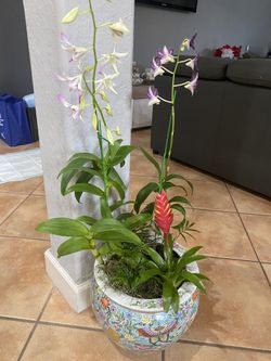 Orquid arrangement/ arreglo de Orquídeas