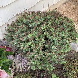 Big Bare Root with a little soil purple lavender plant without pot over 2 ft wide  Cash only  Pick up in North San Jose, By appointment only  Location