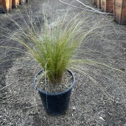Mexican Feather Grass