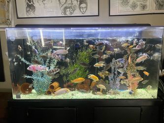 Fish tank and stand