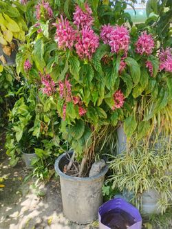 Flower Bush
