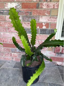 Euphorbia antiquorum / cactus plant