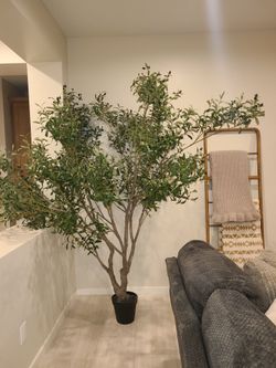 Olive tree/67th ave and Thomas