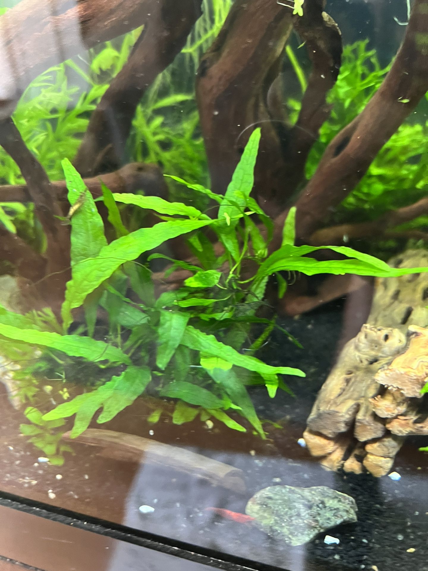 Aquarium plants - Ferns 