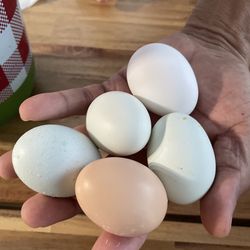 Organic eggs
