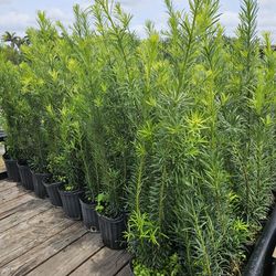 Podocarpus  About 4 Feet Tall Instant Privacy Hedge 