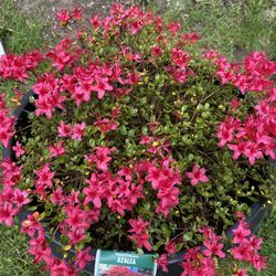 Hino  Crimson Azalea Evergreen shrub