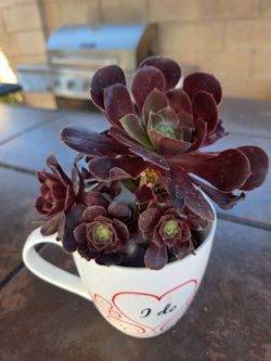 Suculent Plant