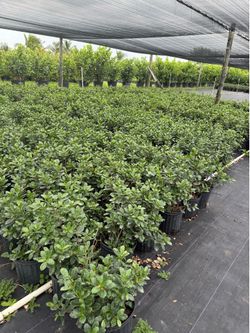 Spectacular 3-gallon Green Island plants, I have 800 available.