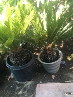 Sago palms