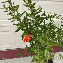 Healthy red Ruby pomegranate fruit tree plant