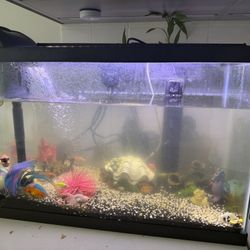 10 Gallon Fish Tank 
