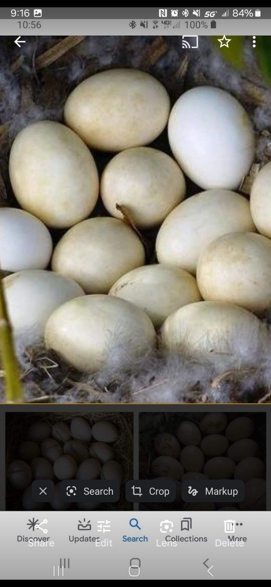 Farm Fresh Chicken And Duck Eggs