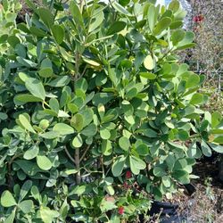 Clusia Hedges 15gl 5'ft 🌼$40