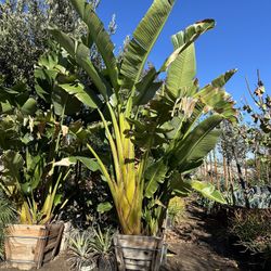 Strelitzia nicolai, wild banana, giant white bird of paradise 24” Box
