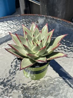 Succulent, Echeveria Ebony