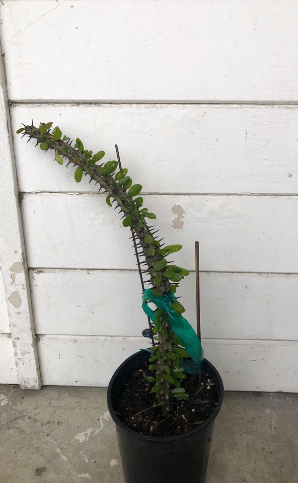 Ocotillo cactus for Sale in Garden Grove, CA OfferUp