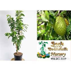 Soursop  Tree Arboles De  Guanabana Injertados 